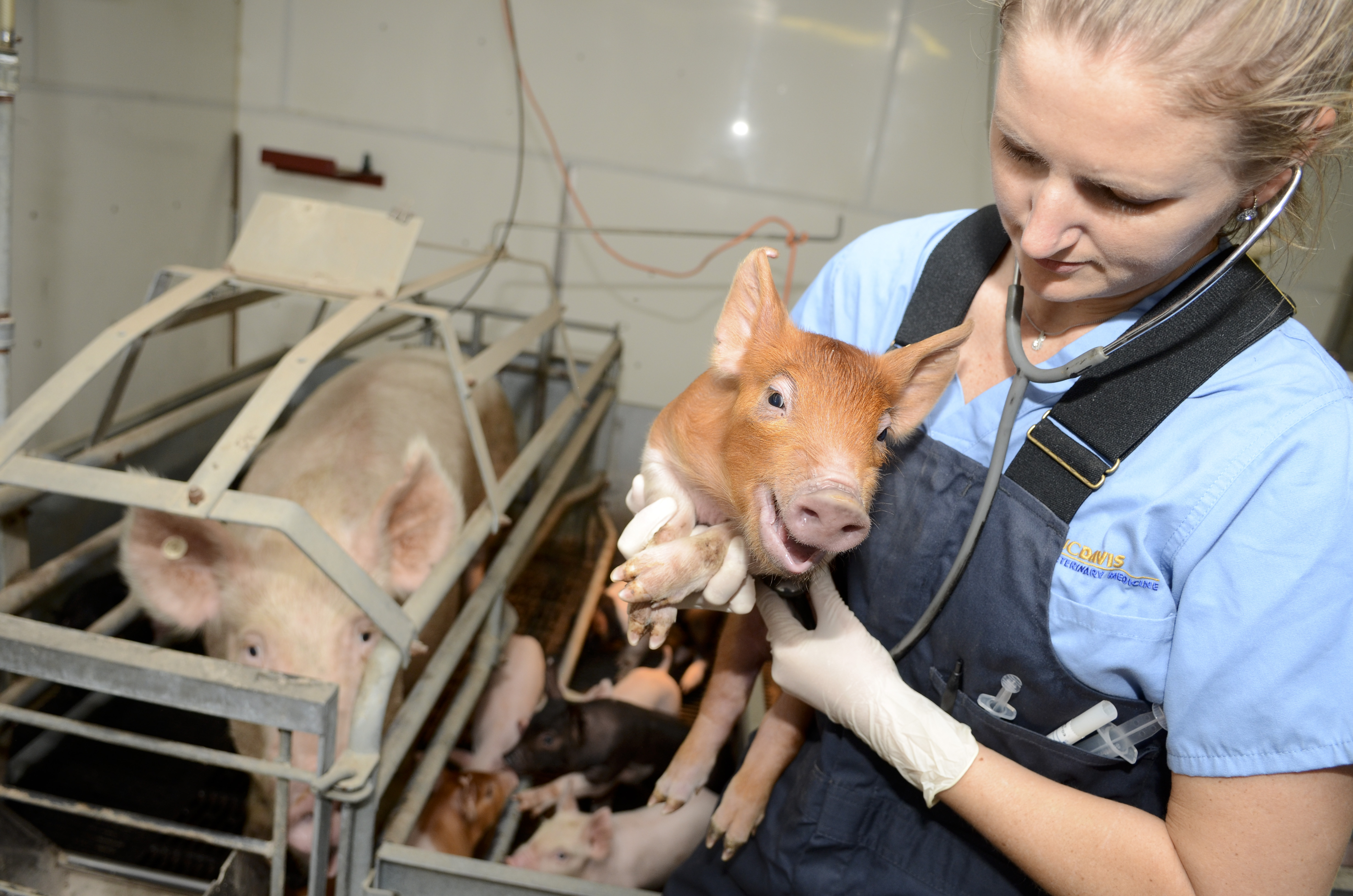 Ветеринария свиноводство