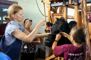 Dr. Meredyth Jones, Texas A&M College of Veterinary Medicine Field Services, lends a helping hand to a 4-Her haltering a heifer.