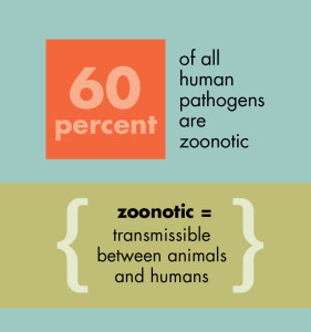 Information box: 60 percent of all pathogens are zoonotic.