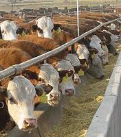 Cattle feeding at trough in feed lot